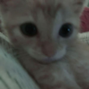 Meet your Posher, Zoie